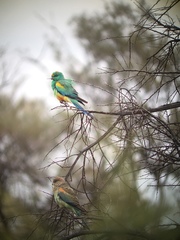Psephotus varius