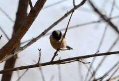 Aegithalos glaucogularis