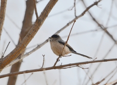 Aegithalos glaucogularis