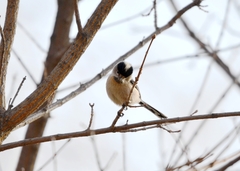 Aegithalos glaucogularis