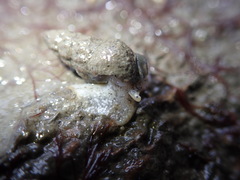 Amphissa versicolor