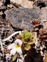 Euphrasia laingii