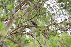 Edolisoma tenuirostre