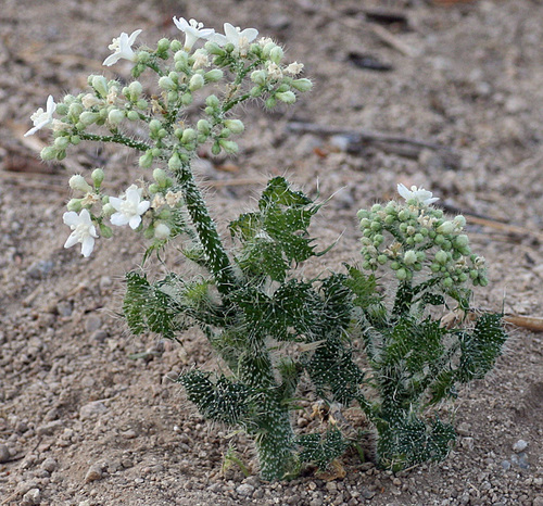 Spotted Bullnettle
