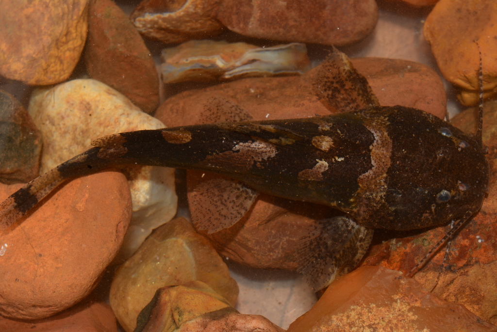 Bumblebee Catfish