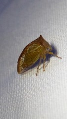 Stictolobus borealis