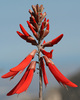 Western Coral Bean - Photo (c) jrebman, some rights reserved (CC BY-NC), uploaded by jrebman