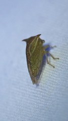 Stictolobus borealis