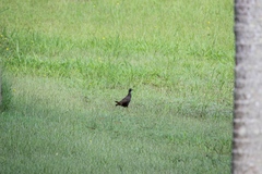 Amaurornis moluccana