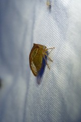 Stictolobus borealis