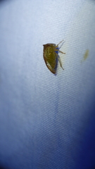 Stictolobus borealis