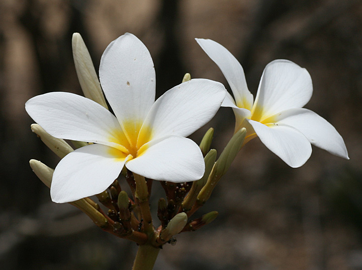 Plumeria