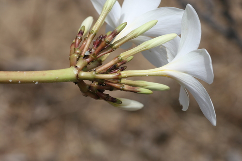 Plumeria rubra