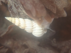 Epitonium indianorum