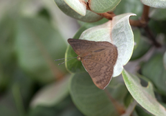 Emesis mandana