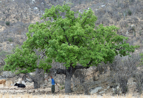 Quercus tuberculata