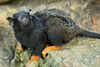 Golden-handed Tamarin - Photo (c) Joachim S. Müller, some rights reserved (CC BY-NC-SA)