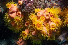 Tubastraea