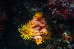 Tubastraea