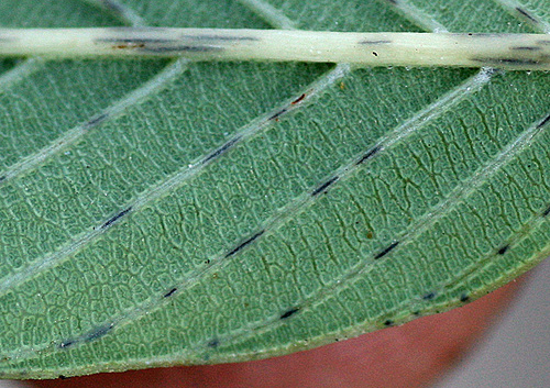 Coyotillo