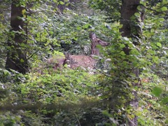 Cervus elaphus elaphus