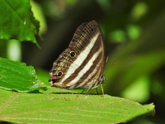Pareuptychia ocirrhoe