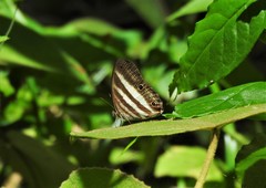 Pareuptychia ocirrhoe