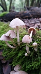 Coprinopsis canoceps