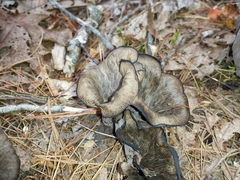 Craterellus