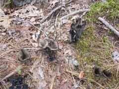 Craterellus