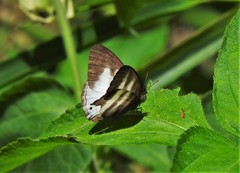Pareuptychia ocirrhoe
