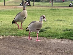 Alopochen aegyptiaca