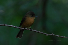 Contopus latirostris