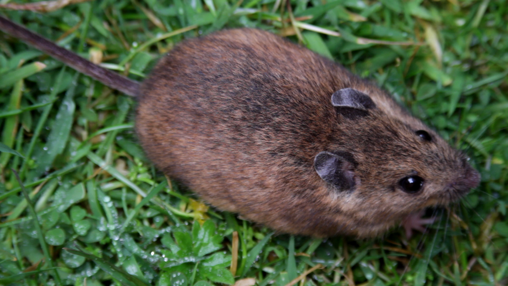 Long-tailed Field Mouse
