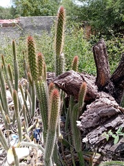 Nyctocereus