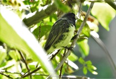 Sporophila nigricollis