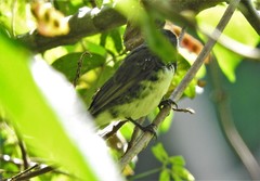 Sporophila nigricollis