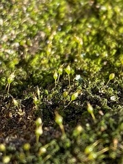Ptychomitrium incurvum