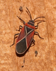Image of Neacoryphus bicrucis