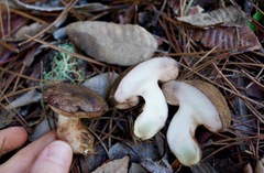 Tylopilus humilis