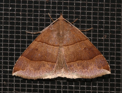 Maple Looper Moth photo 6