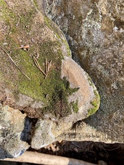 Ptychomitrium incurvum