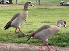 Alopochen aegyptiaca