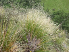 Chionochloa rigida rigida