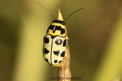 Metallactus pollens