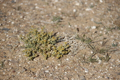 Anabasis brevifolia