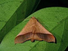 Chilkasa falcata