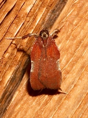 Image of Galasa nigrinodis