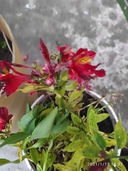 Alstroemeriaceae