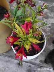 Alstroemeriaceae